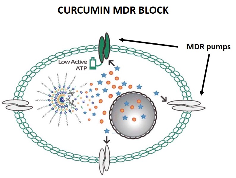 Multi-Drug Resistance in Cancer